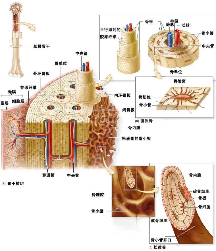 图2骨骼的组成.jpg