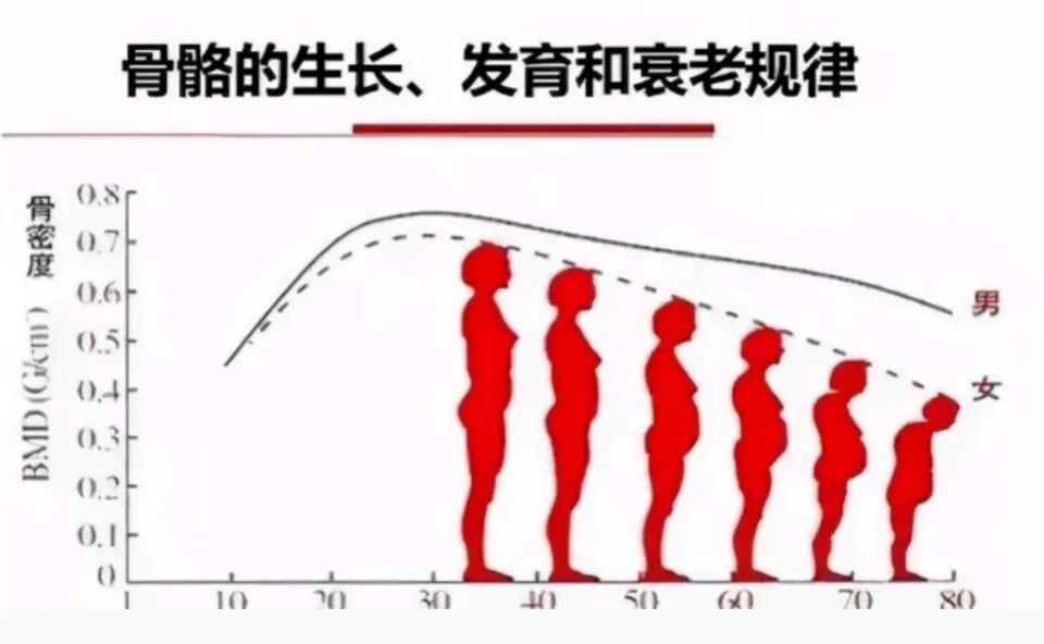 图3骨骼的生长发育.jpg